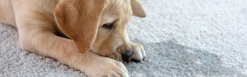 Professional Pet Stain Cleaning Boise